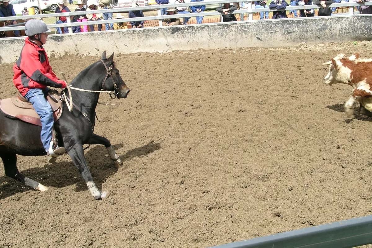 A rider on a black horse turns in a dirt arena as a calf runs past (a campdraft in New South Wales, not the Katherine show)