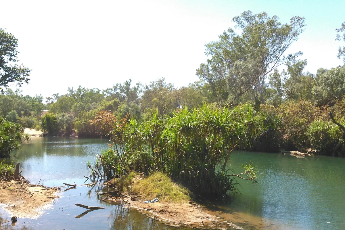 A calm green river bending past pandanus palms and tall trees near Katherine (the river country, not the arena)