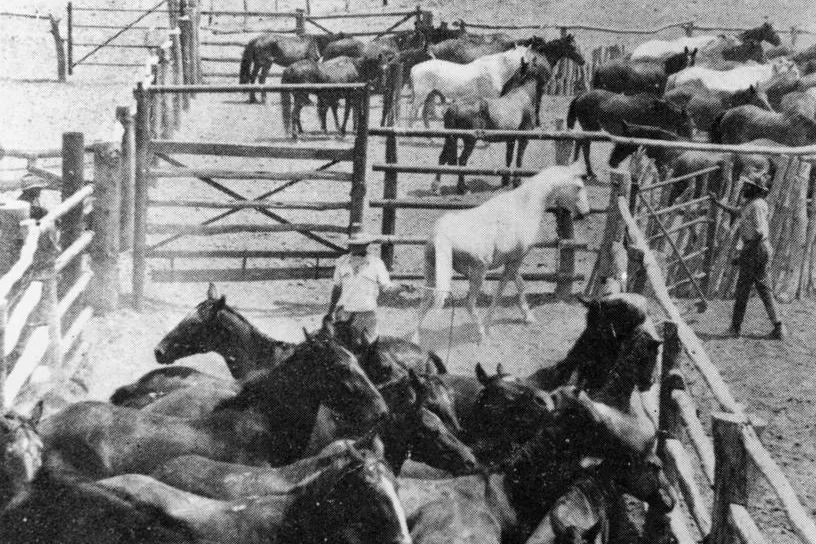 A black-and-white photograph of many horses packed into timber yards at a Northern Territory cattle station, one pale horse at the centre